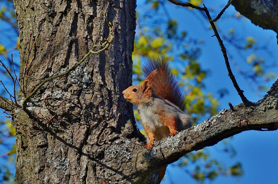Nature wildlife tree