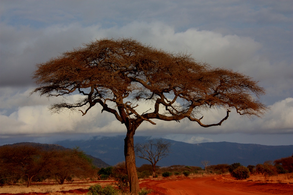 Kenya view tree