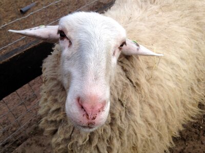Sheep head animal
