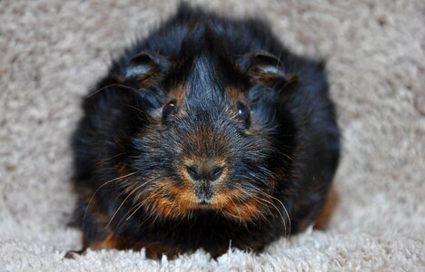 Black red loh animal pet