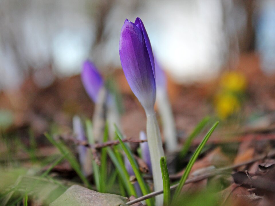 Bloom flowers crocus plant