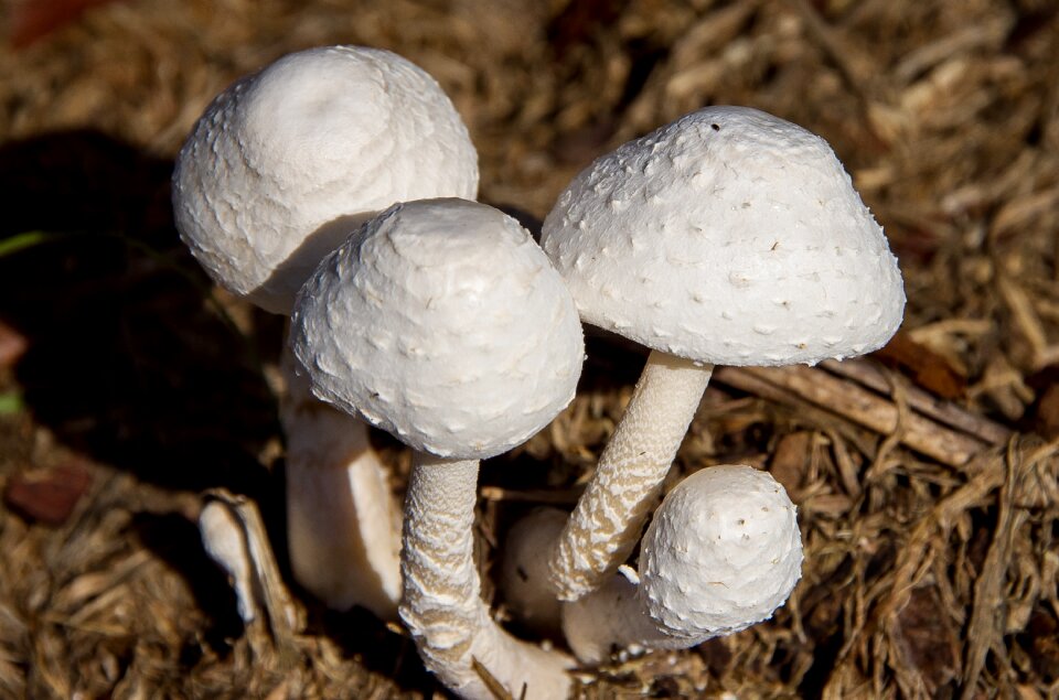 Toadstool texture forest
