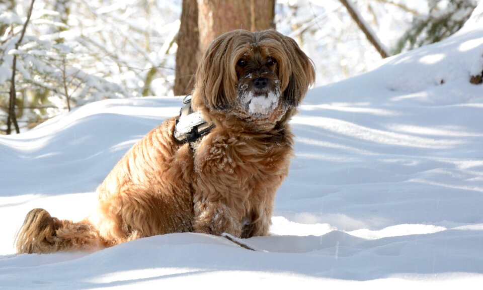 Animal race tibetan terrier