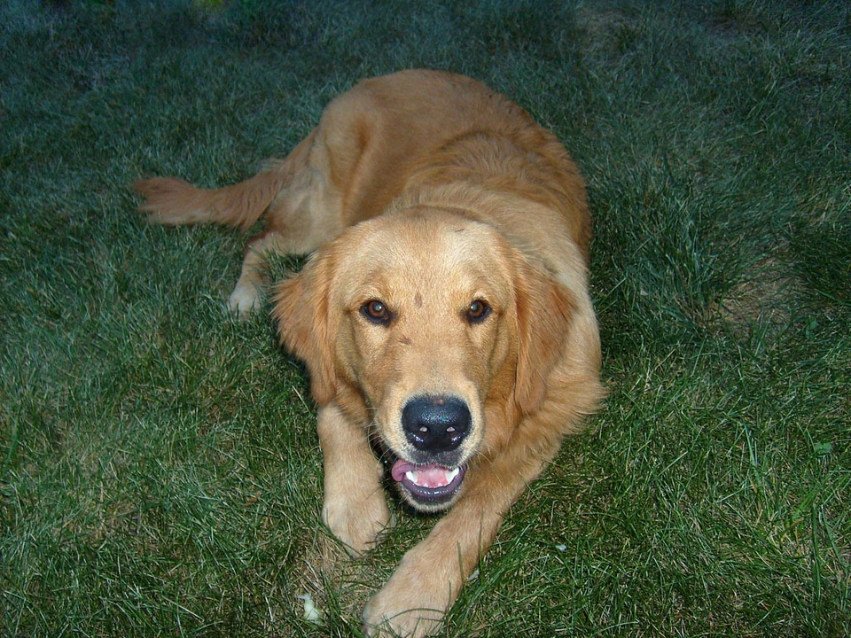 Grass resting canine