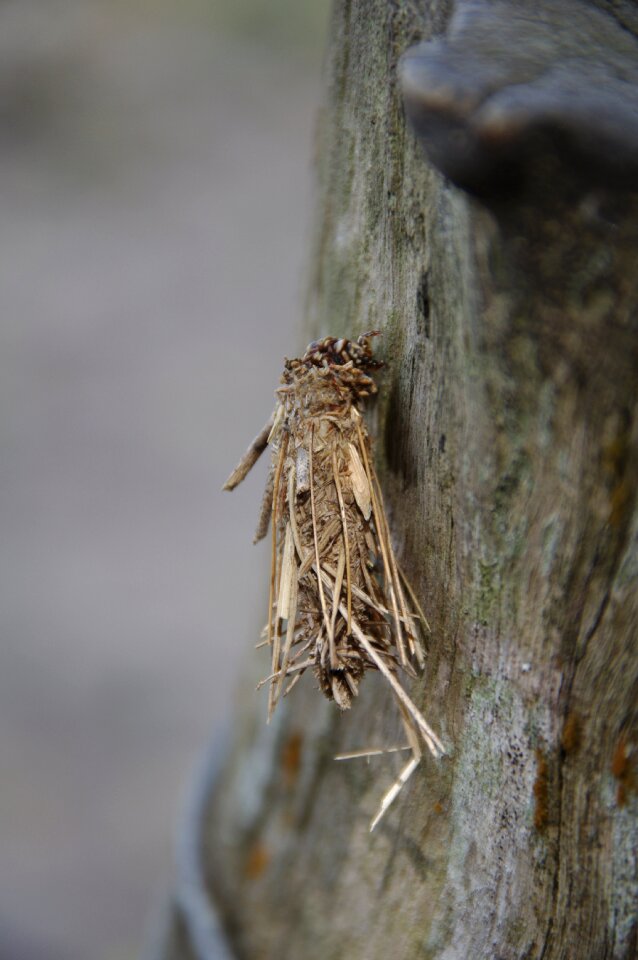Twigs caterpillar worm