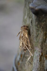 Twigs caterpillar worm