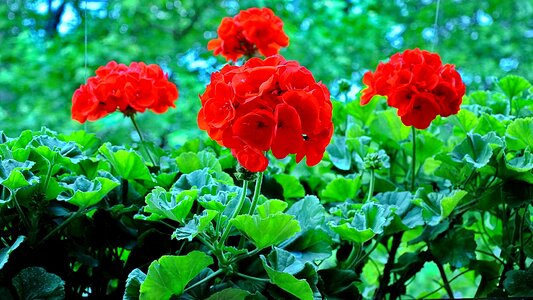 Balcony flower geranium photo