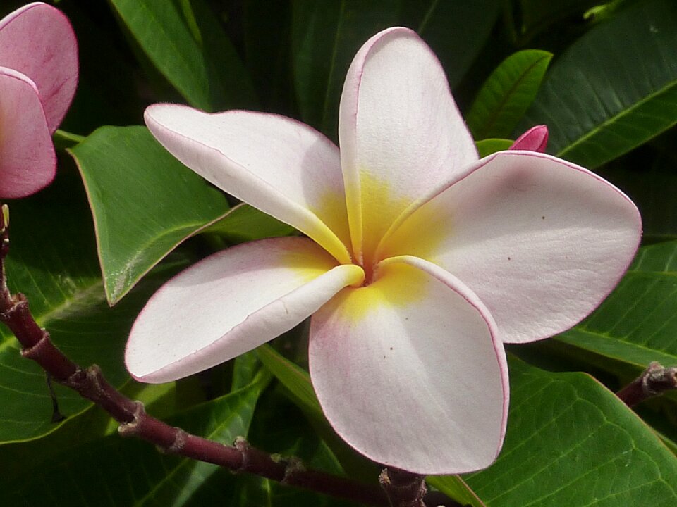 White frangipani nature