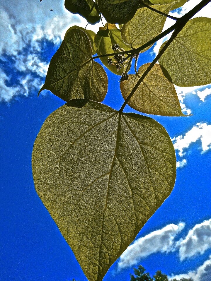 Leaf cloud blue sky