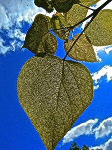 Leaf cloud blue sky