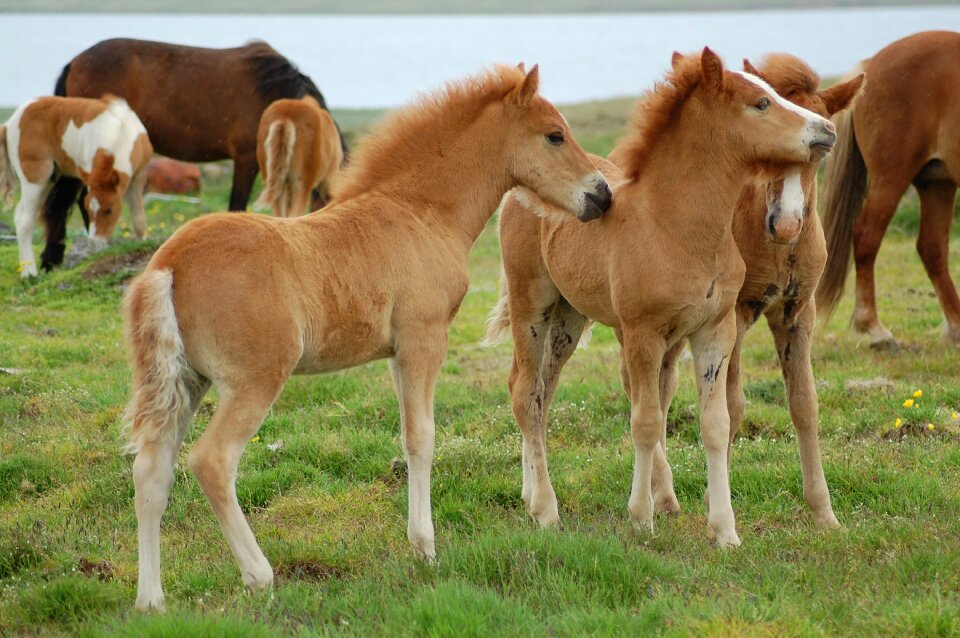 Foal icelandic horses iceland