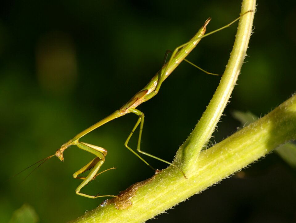 Green nature wildlife