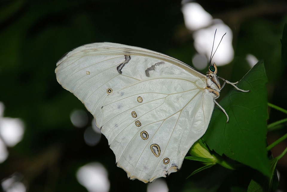 Butterflies insects butterfly