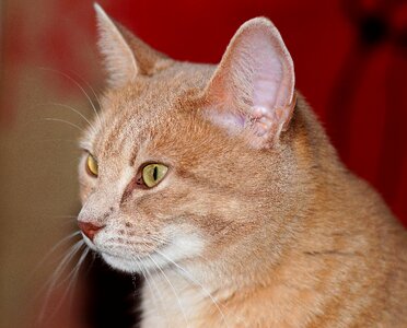 Pet close up graceful