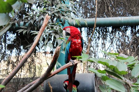 Zoo animal