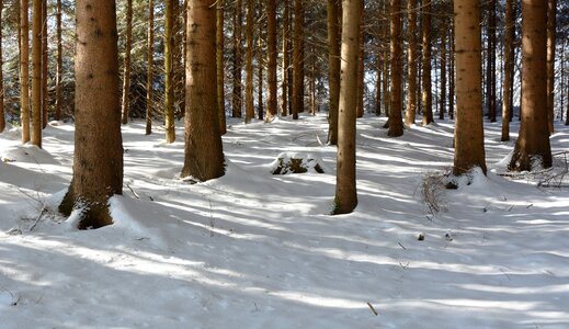 Trees wintry nature photo