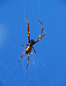 Web female wild photo