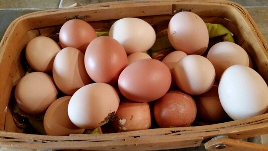 Food organic basket photo