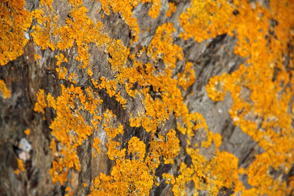Yellow nature pierre