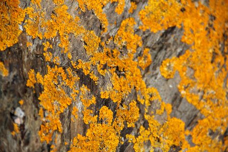 Yellow nature pierre