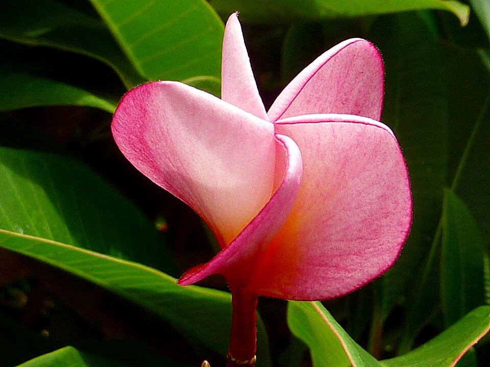 Nature pink frangipani