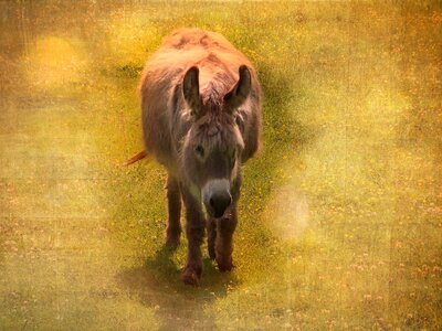 Workhorse beast of burden postcard