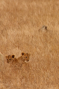 Wild mammal safari photo