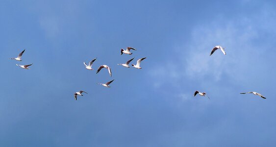 Blue flying birds