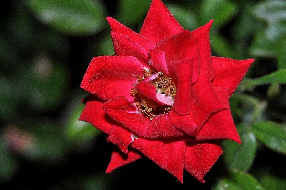 Nature blossom bloom