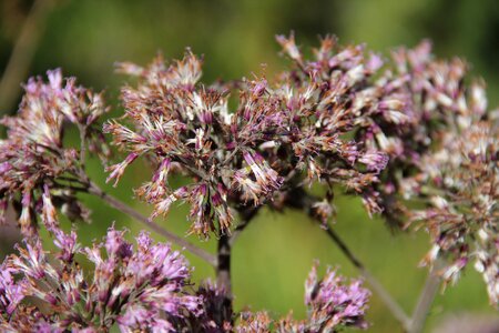 Alps nature plants photo