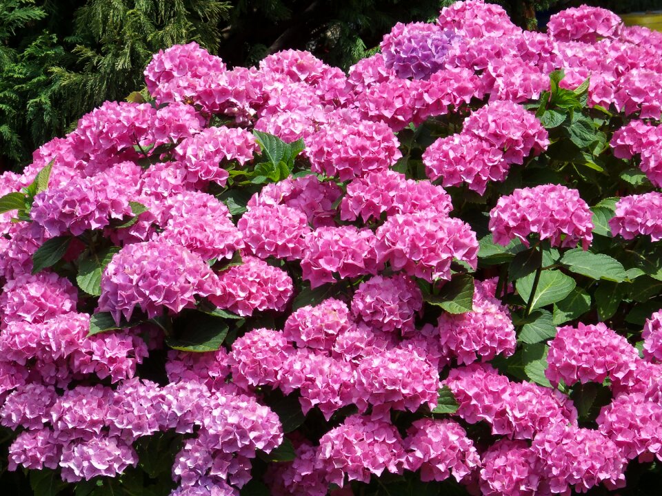 Nature shrub woody peony