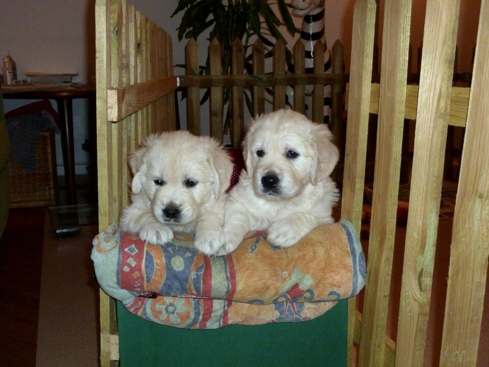 Dog adorable
