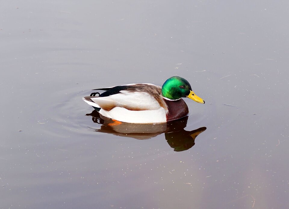 Bird water bird duck bird