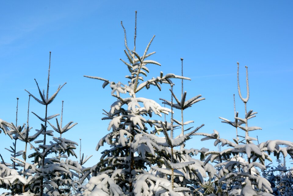 Firs wintry trees photo