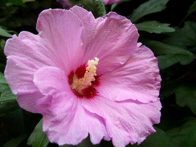 Flower deciduous macro