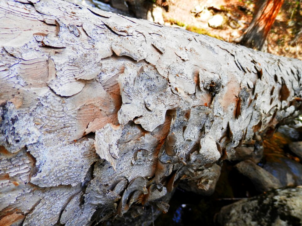 Nature pattern texture