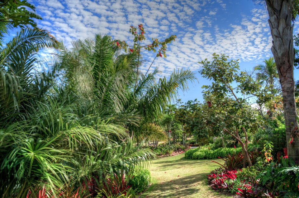 Palm trees green orange