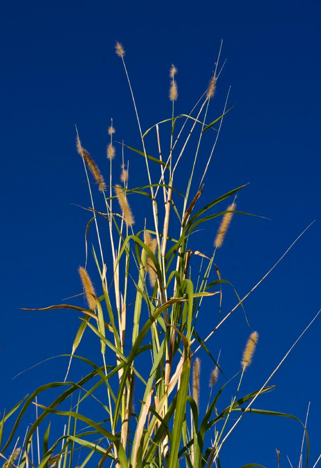 Green growth seeds