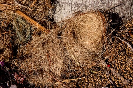 Nature woven twigs photo