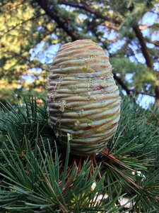 Needles conifer immergrüner tree