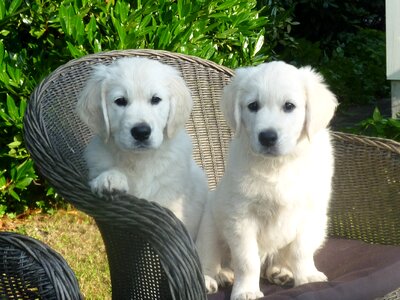 Pets adorable