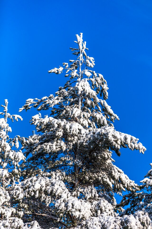 Tree winter sky