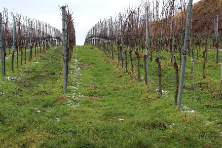 Vines wine grapes