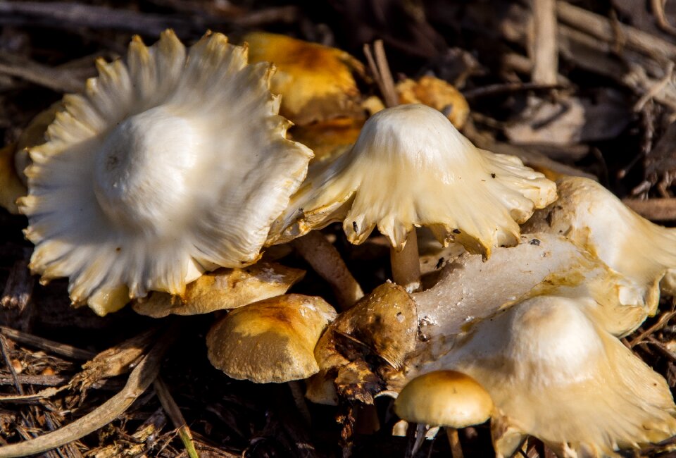 Mushrooms toadstools texture