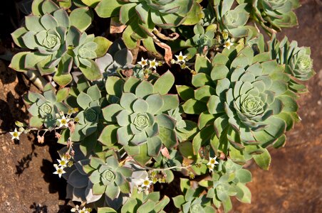 Rosettes circles pattern