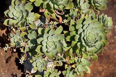 Rosettes circles pattern photo