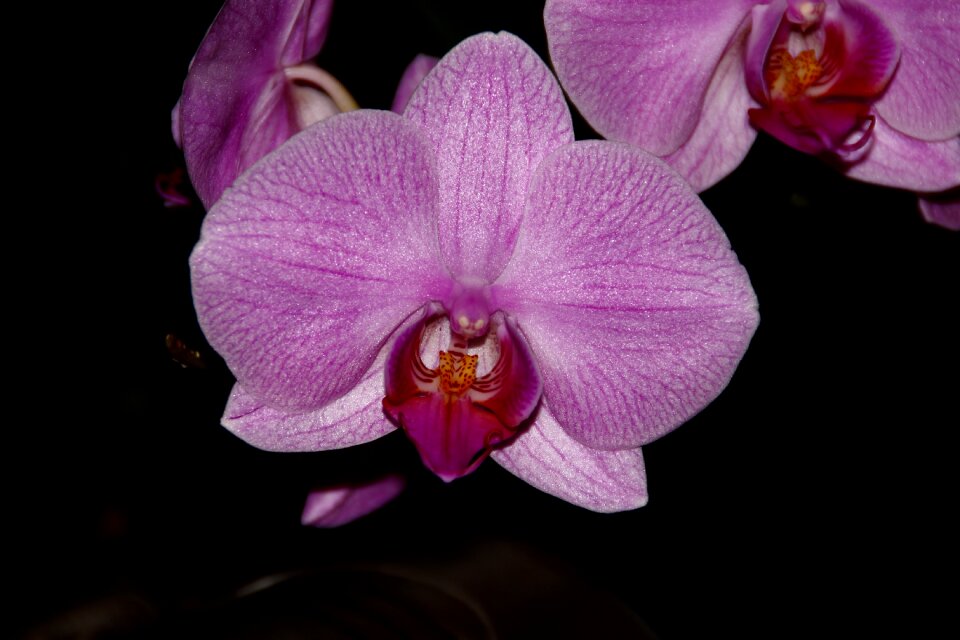 Phalaenopsis painting tropical