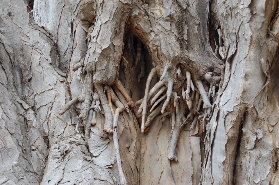 Overgrown wood tree