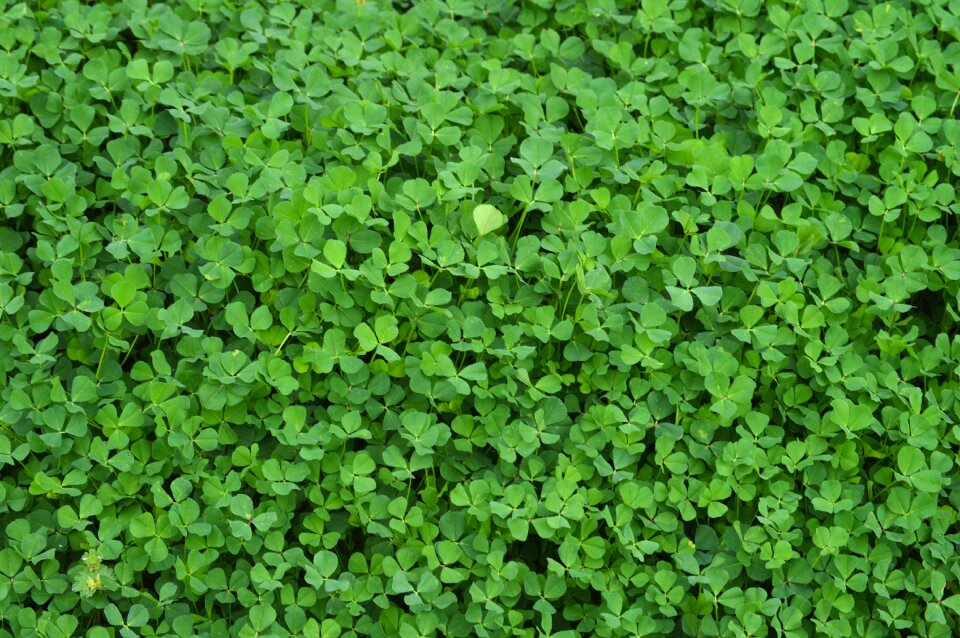 Shamrock nature grass
