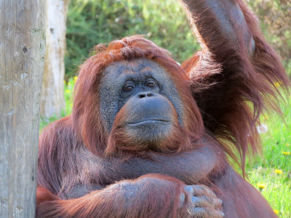 Orangutan monkey zoo